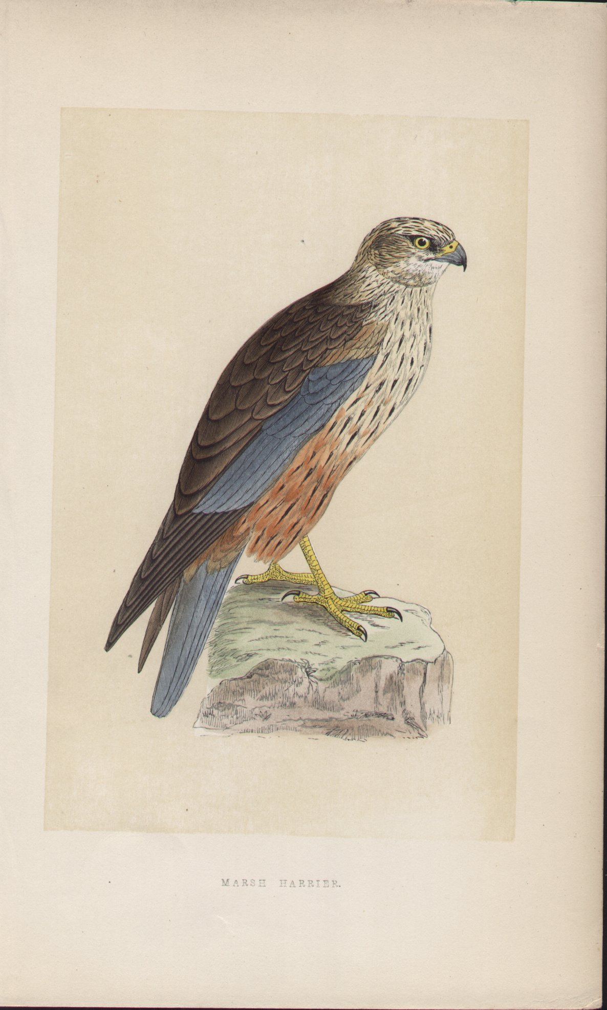 Wood - Marsh Harrier - Fawcett